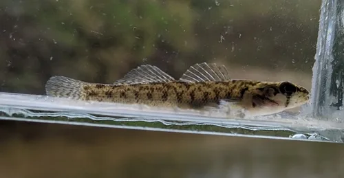 Teardrop darter (Etheostoma barbouri)