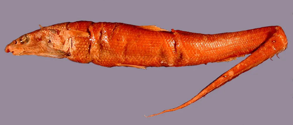 Albatross halosaur (Halosaurus radiatus)