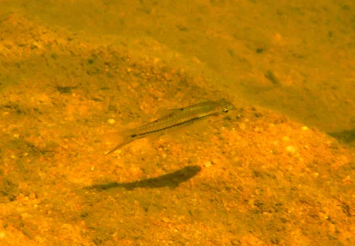 Shortfin barb (Enteromius brevipinnis)