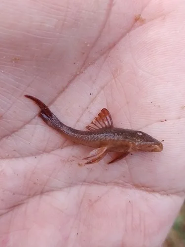 Hypostomus careopinnatus