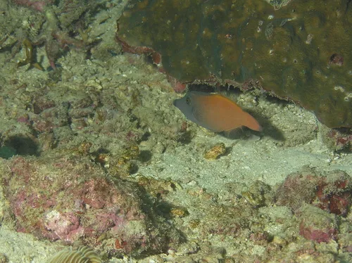 redtail filefish (Pervagor melanocephalus)