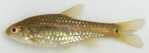 Dwarf barb (Enteromius brevidorsalis)