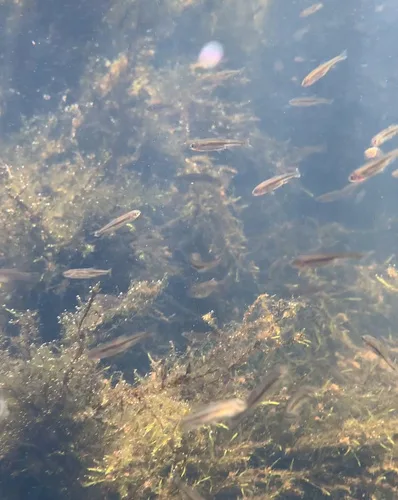 Cikola riffle dace (Telestes turskyi)