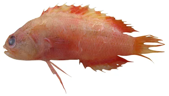 Carp prettyfin (Fraudella carassiops)