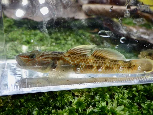 Amur goby (Rhinogobius brunneus)