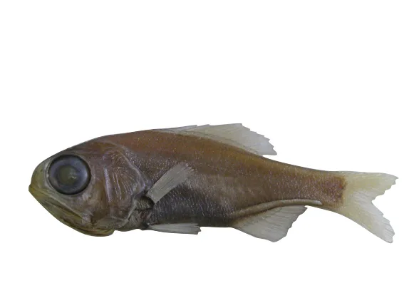 Golden roughy (Aulotrachichthys pulsator)