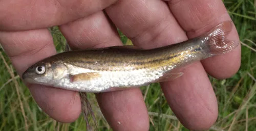 Border barb (Amatolacypris trevelyani)