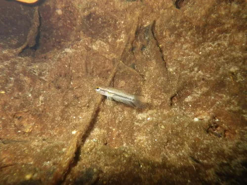 Akar betta (Betta akarensis)