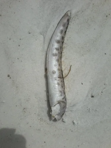 blotched cusk-eel (Ophidion grayi)