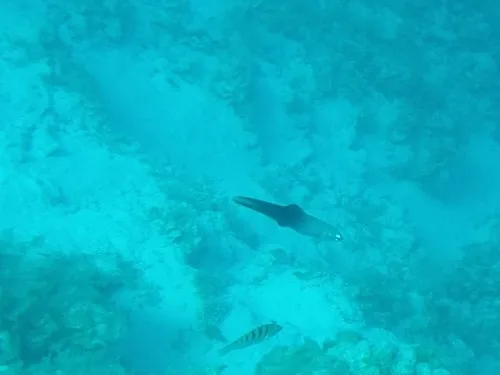 blackfin dartfish (Ptereleotris evides)