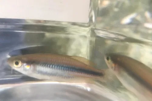 Utchee rainbowfish (Melanotaenia utcheensis)