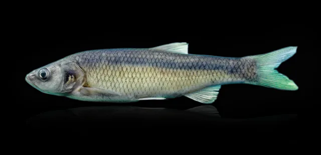 Striped chub (Squalius kottelati)