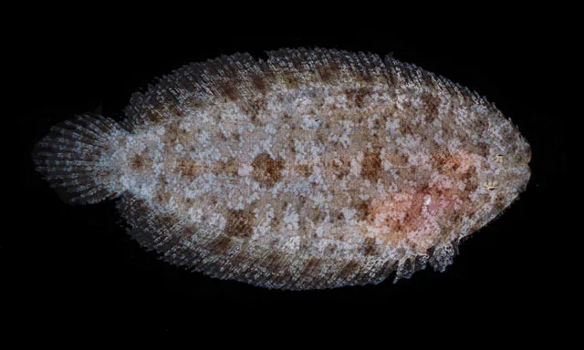 Aseraggodes andersoni