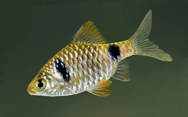 Two spot barb (Pethia cumingii)