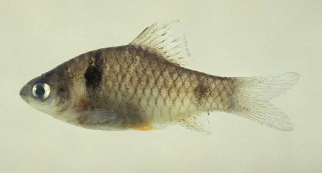 Puntius didi (Pethia didi)