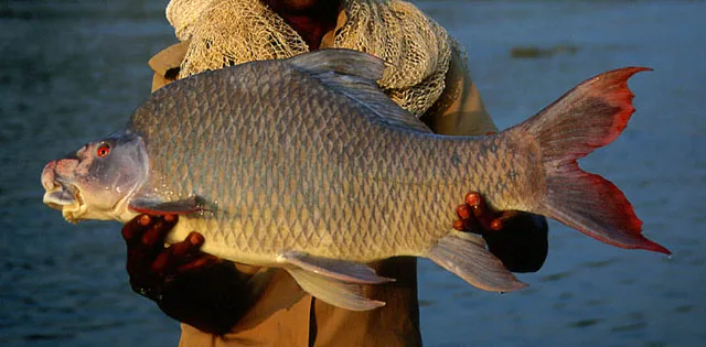 Pigmouth Carp (Labeo kontius)