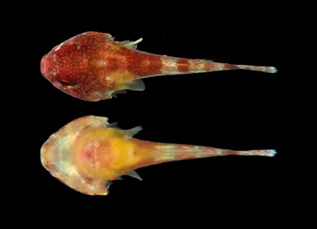 Noronha Clingfish (Acyrtus pauciradiatus)