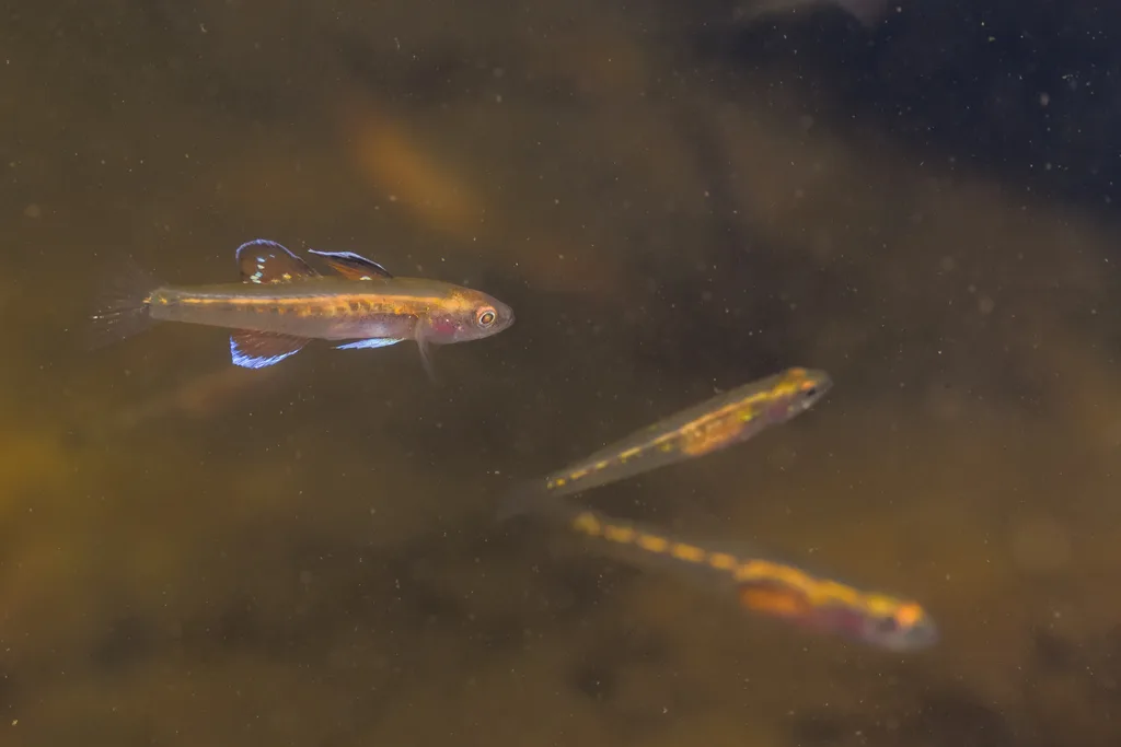Mitchell gudgeon (Hypseleotris hutchinsi)
