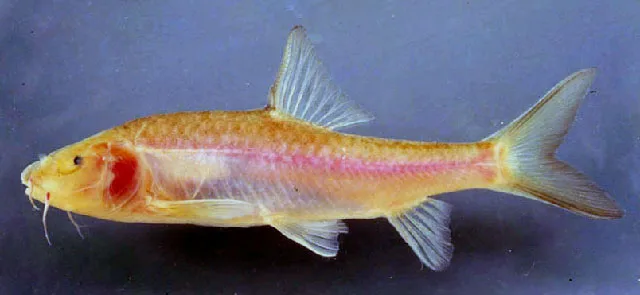 Barb (Poropuntius speleops)