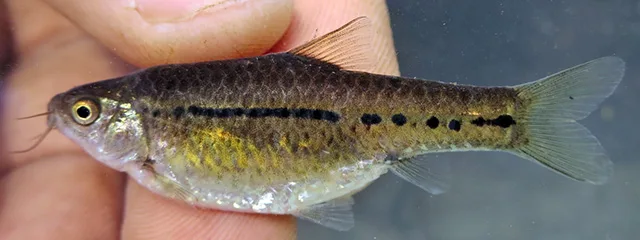 Linespotted ufipa barb (Enteromius brachygramma)