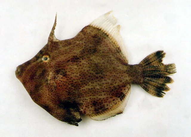 Mannar Velvet Leatherjacket (Lalmohania velutina)