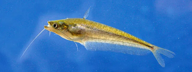 Dryzone butter catfish (Ompok ceylonensis)