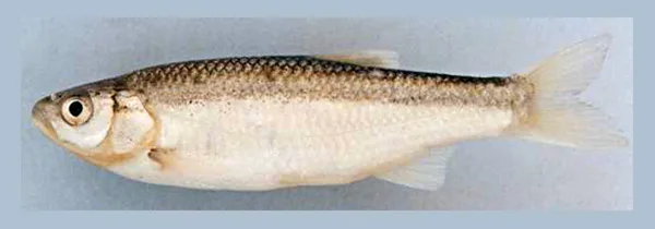 Squalius ulanus