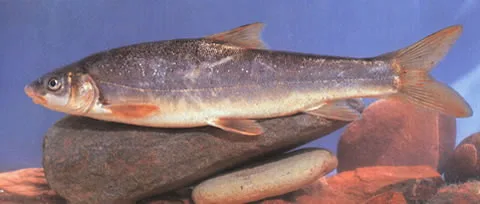 Schizothorax griseus