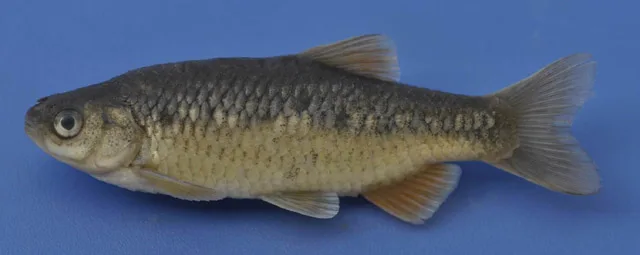 Izmir chub (Petroleuciscus smyrnaeus)