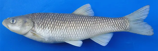 Tigris dace (Squalius lepidus)