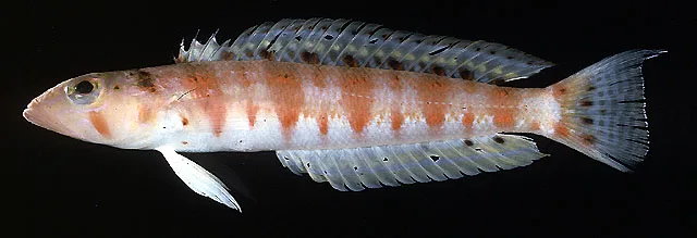 Parapercis basimaculata