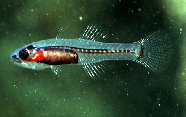 Transparent cardinalfish (Pseudamiops diaphanes)