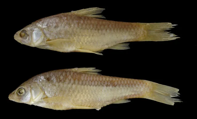 Rosefin barb (Enteromius argenteus)