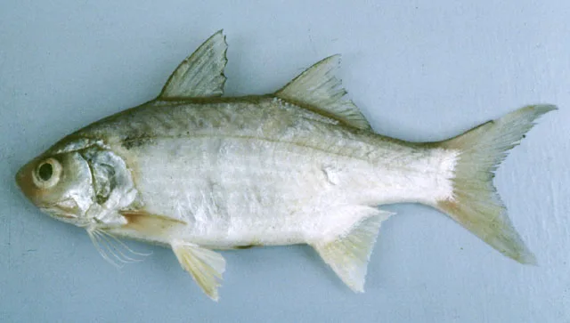Smallmouth threadfin (Polydactylus microstoma)