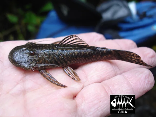 Dolichancistrus atratoensis