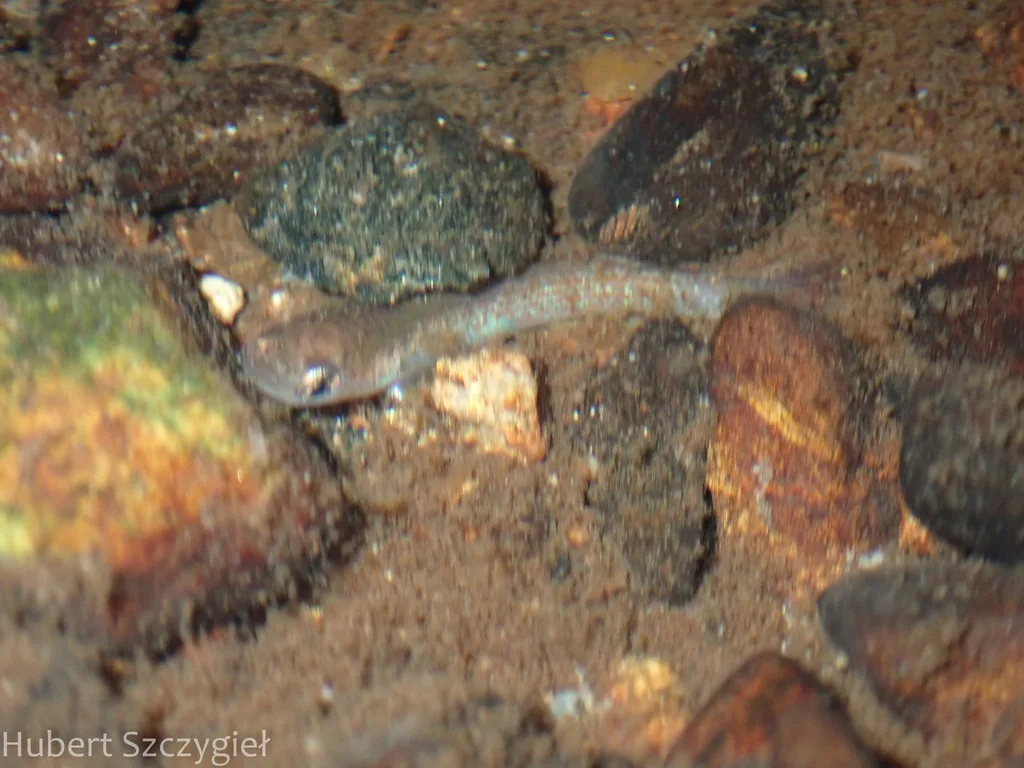 Anablepsoides parlettei