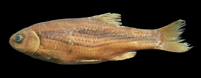 Urmia spirlin (Alburnoides petrubanarescui)