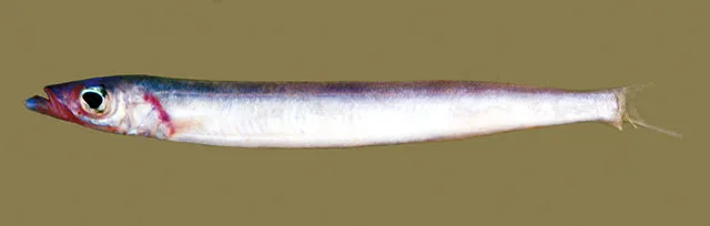 Deep-water sandlance (Bleekeria profunda)