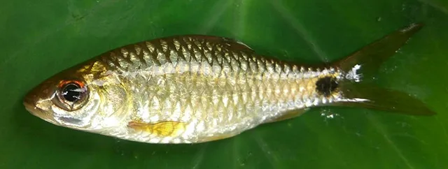 Tail eyed puntius (Puntius ocellus)