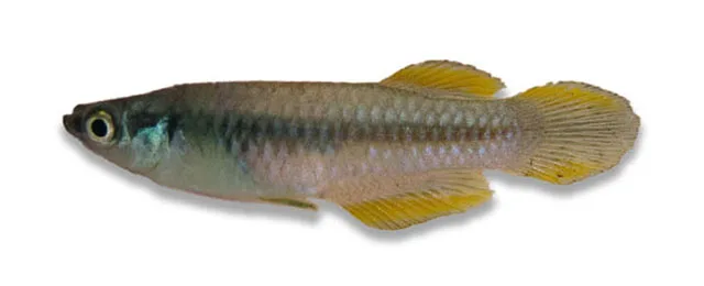 Lualaba lampeye (Lacustricola lualabaensis)