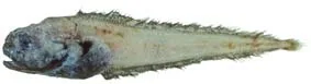 Tadpole cod (Guttigadus globosus)