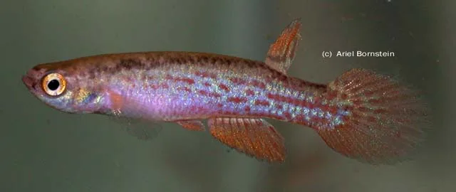 Anablepsoides iridescens