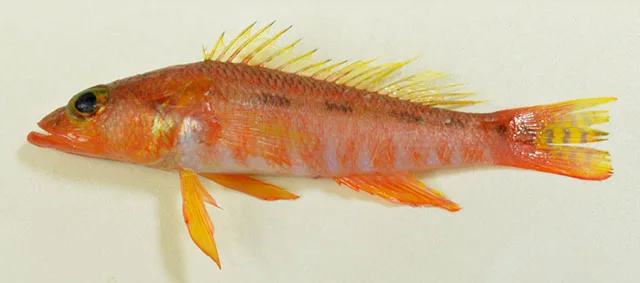 Mya Than Tun’s perchlet (Chelidoperca myathantuni)
