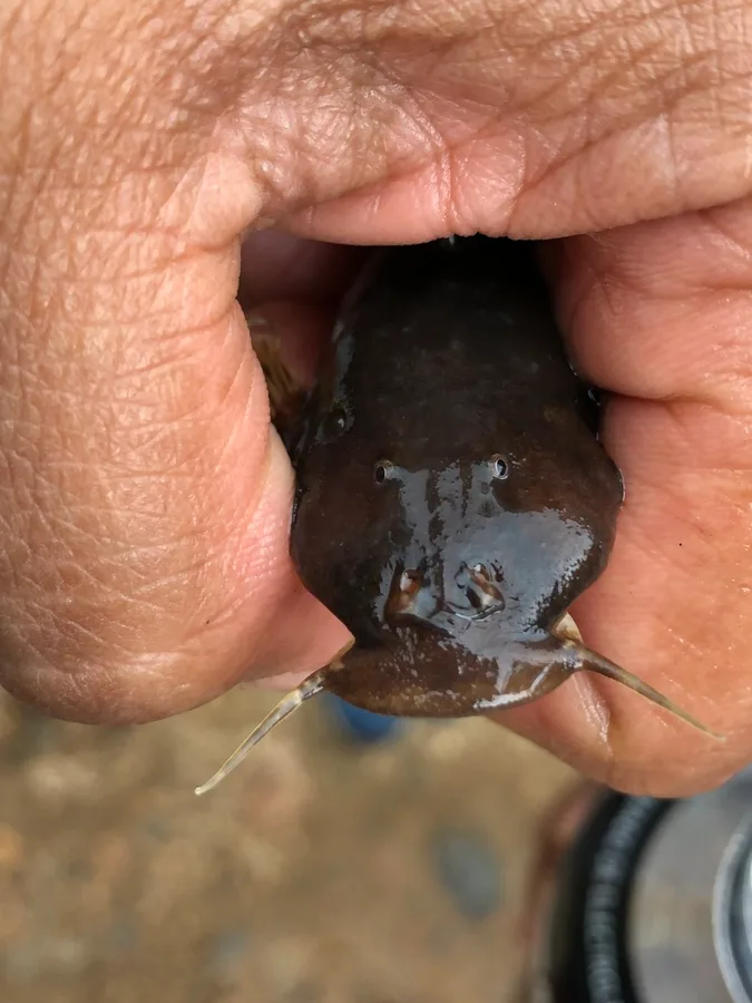 Mindo climbing catfish (Astroblepus mindoensis)