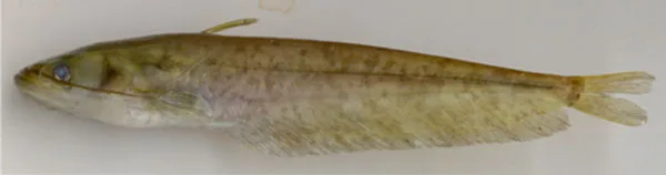 Goan catfish (Ompok malabaricus)