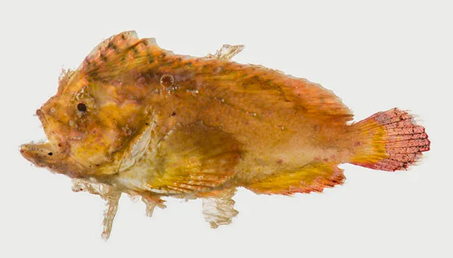Spinyskin velvetfish (Cocotropus dermacanthus)