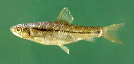 Damascus barb (Garra nana)