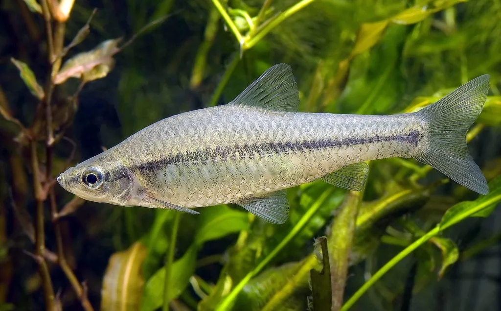 Rasbora dies
