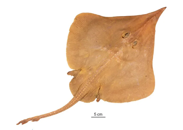 Brown longnose skate : fisheries (Leucoraja longirostris)