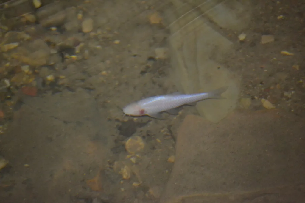 Congo blind barb (Caecobarbus geertsii)